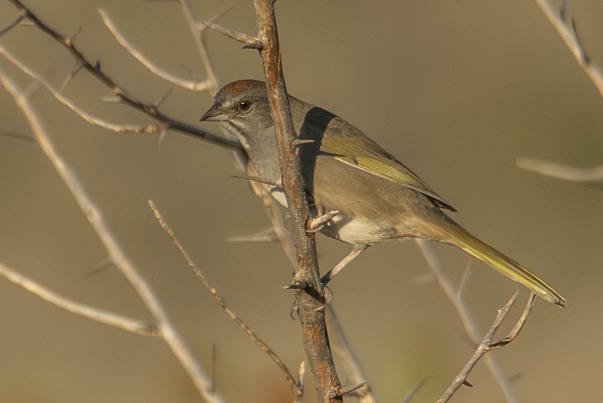 Green-tailed Towhee - ML624656328