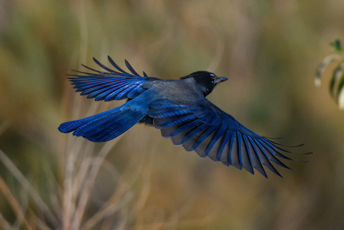 Steller Kargası - ML624656350