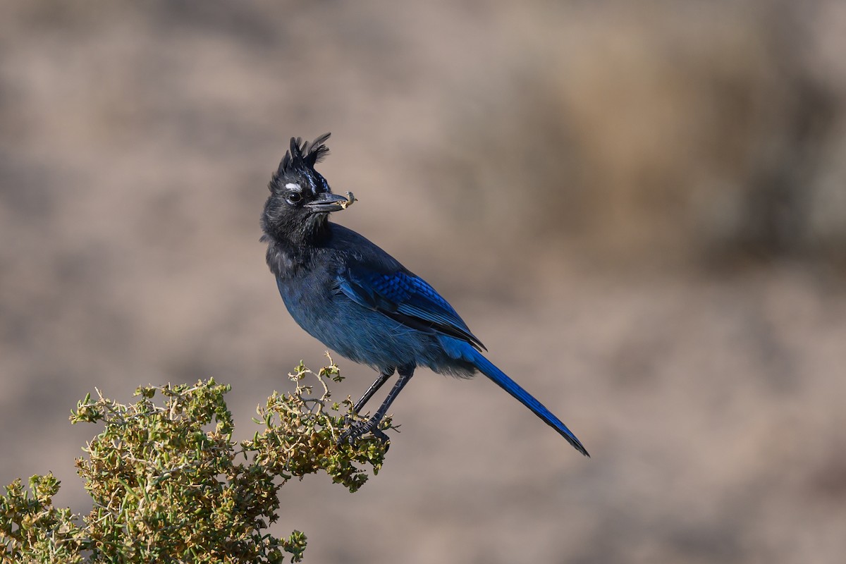 Steller Kargası - ML624656351