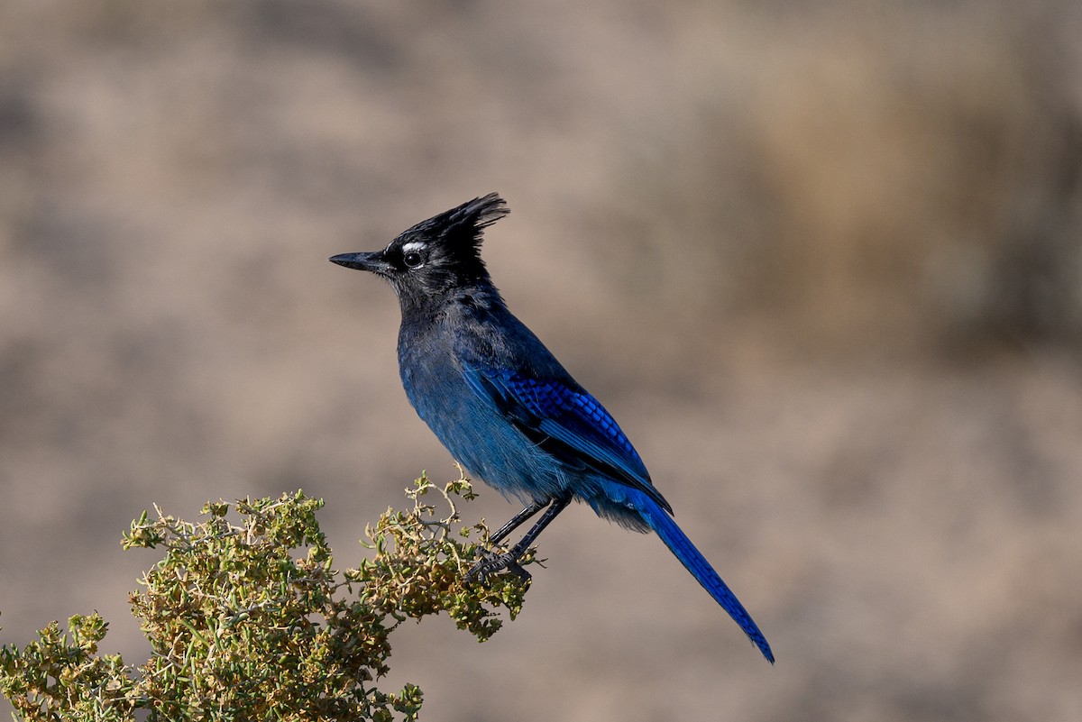 Steller Kargası - ML624656352