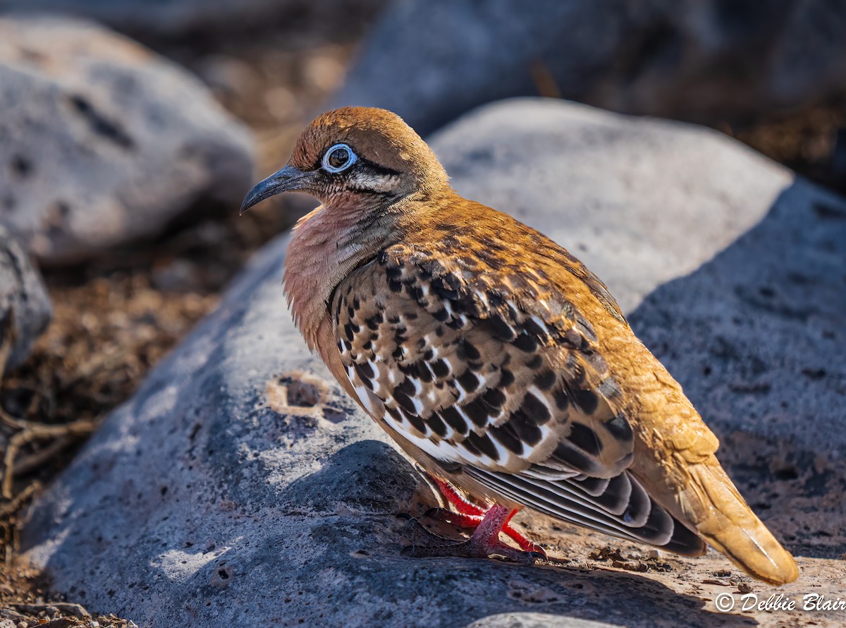 Galapagos Kumrusu - ML624656363