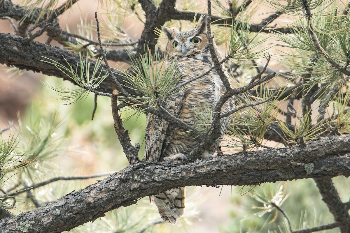 Great Horned Owl - ML624656738