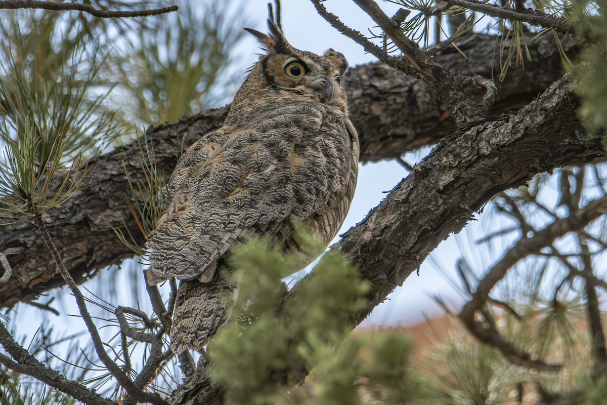 Great Horned Owl - ML624656739