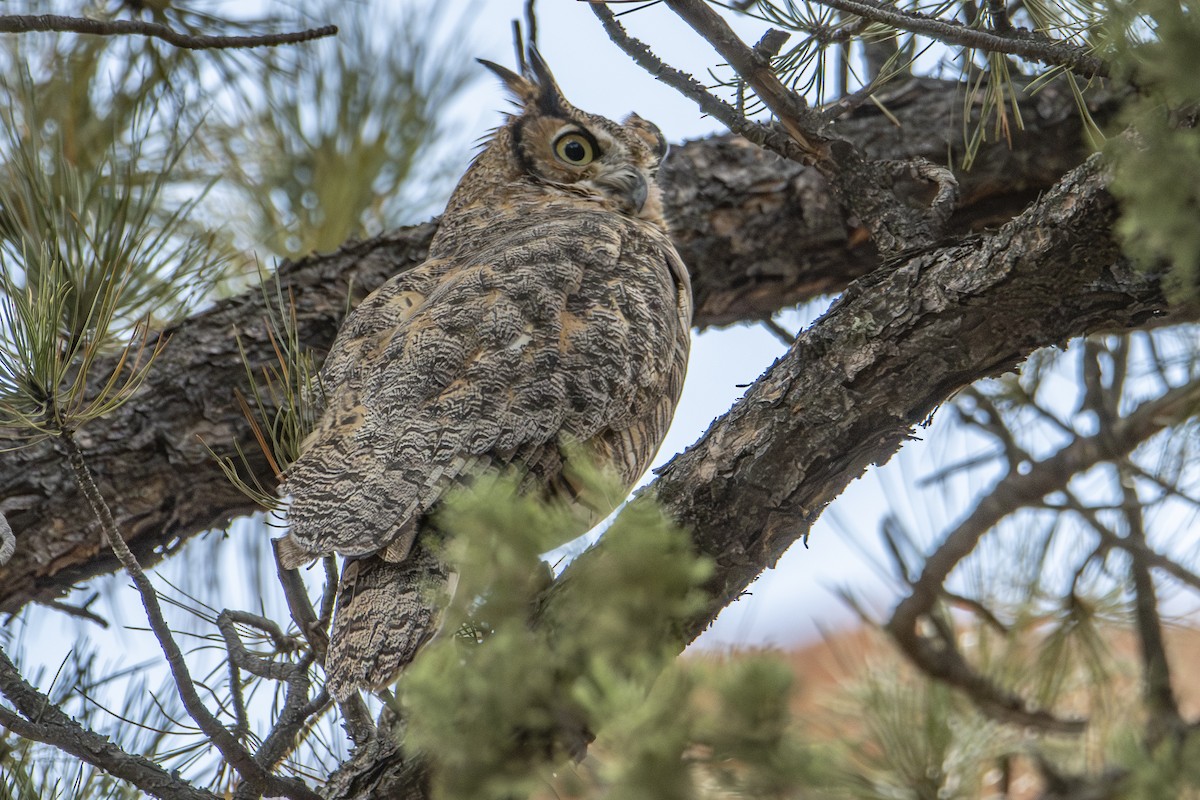Great Horned Owl - ML624656740