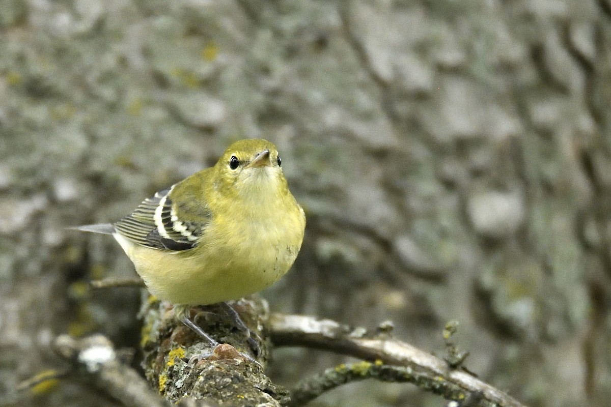 Bay-breasted Warbler - Asher  Warkentin