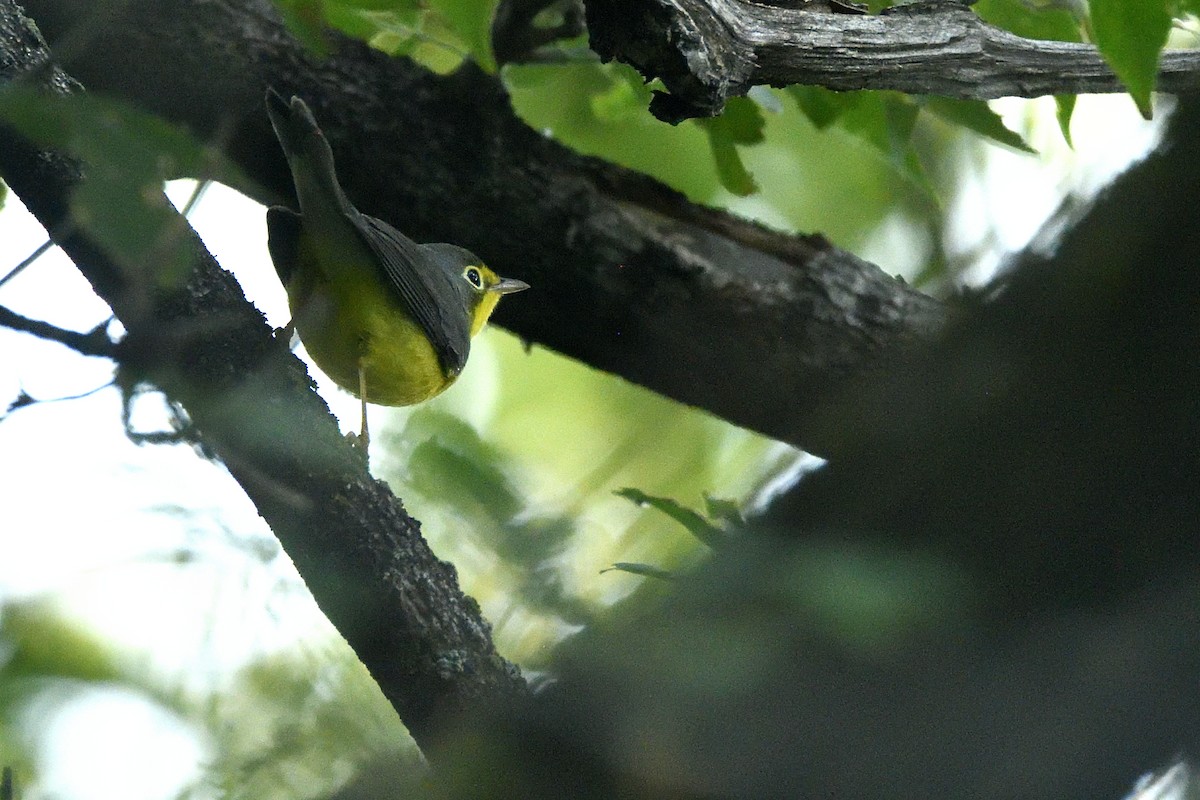 Canada Warbler - Asher  Warkentin