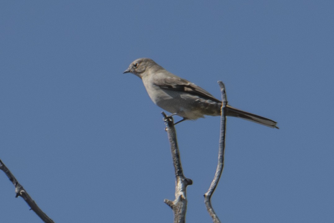 Townsend's Solitaire - ML624656882