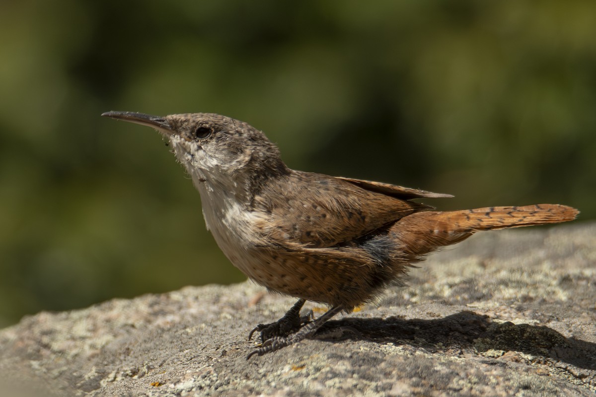 Canyon Wren - ML624656887