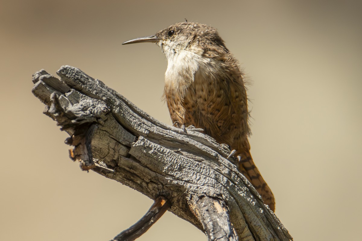 Canyon Wren - ML624656888