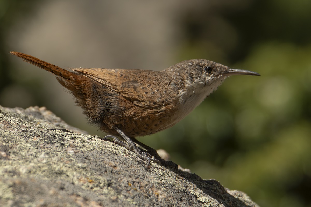 Canyon Wren - ML624656890