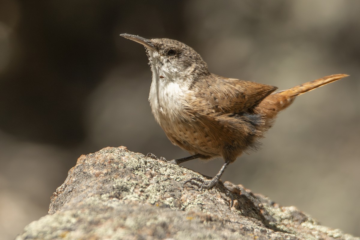 Canyon Wren - ML624656891
