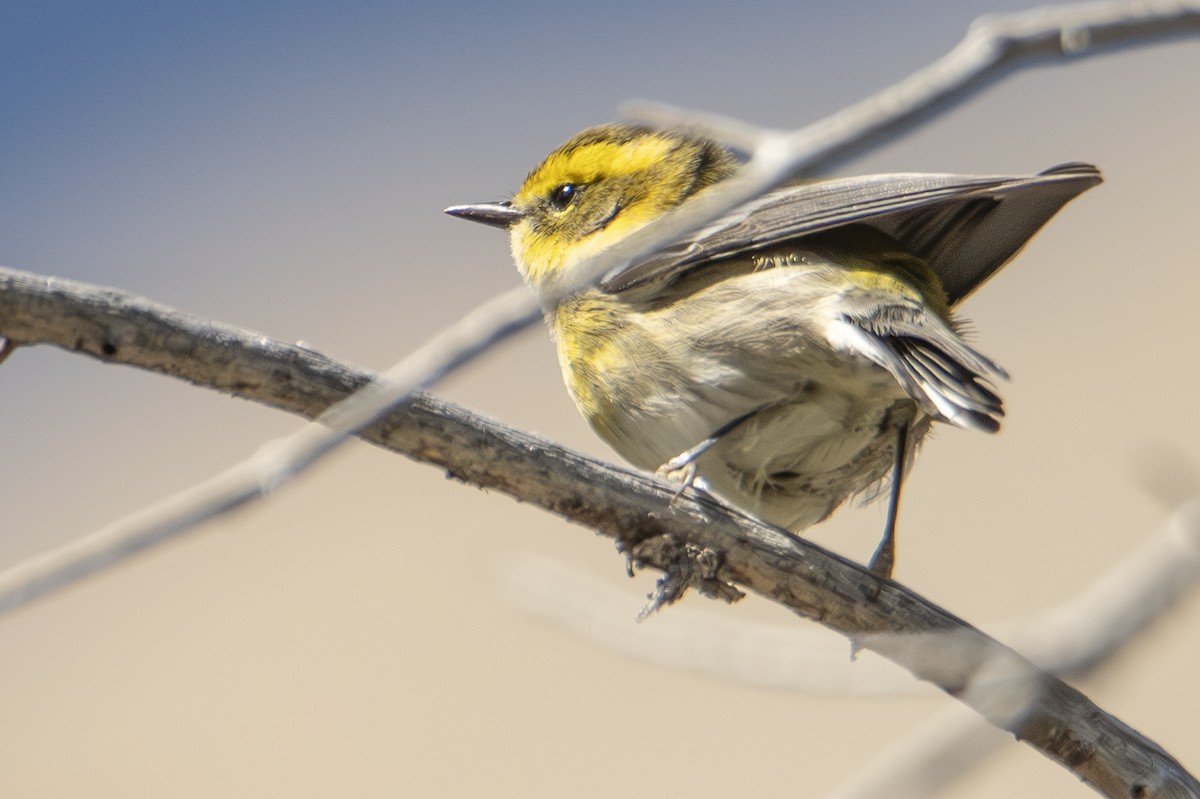 Townsend's Warbler - ML624656916