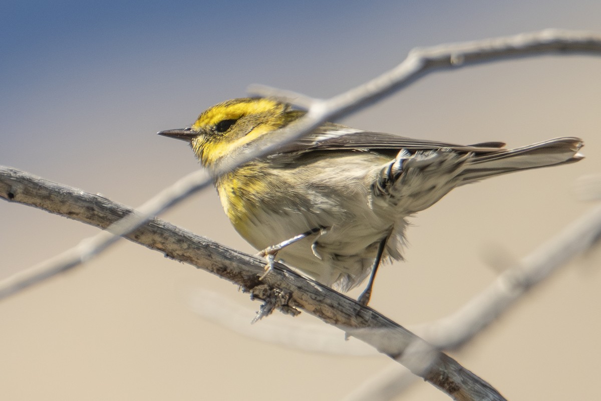 Townsend's Warbler - ML624656918