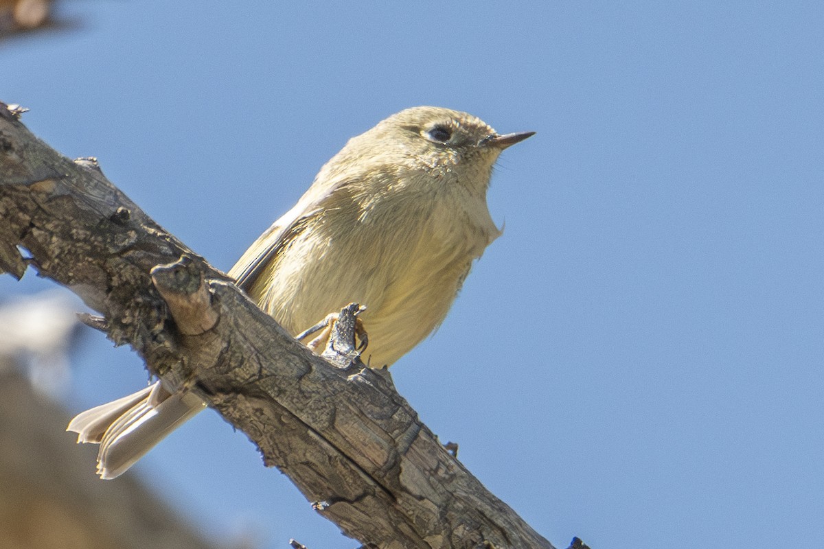 Ruby-crowned Kinglet - ML624656943