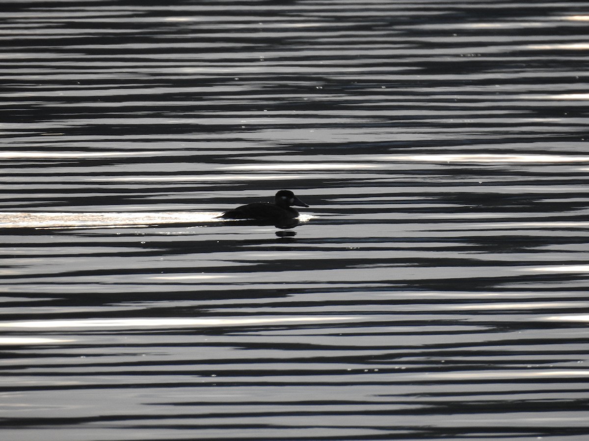 Surf Scoter - ML624656969