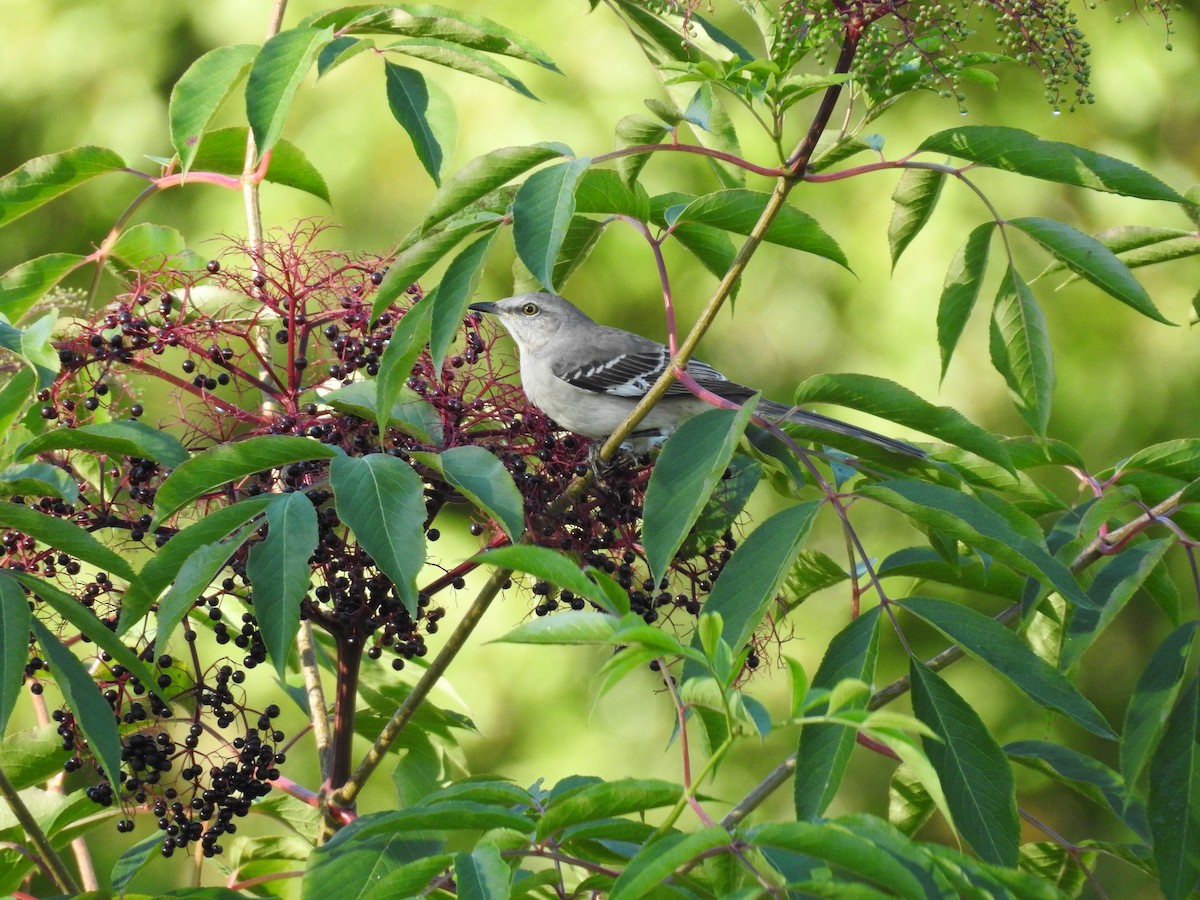 Northern Mockingbird - ML624656998