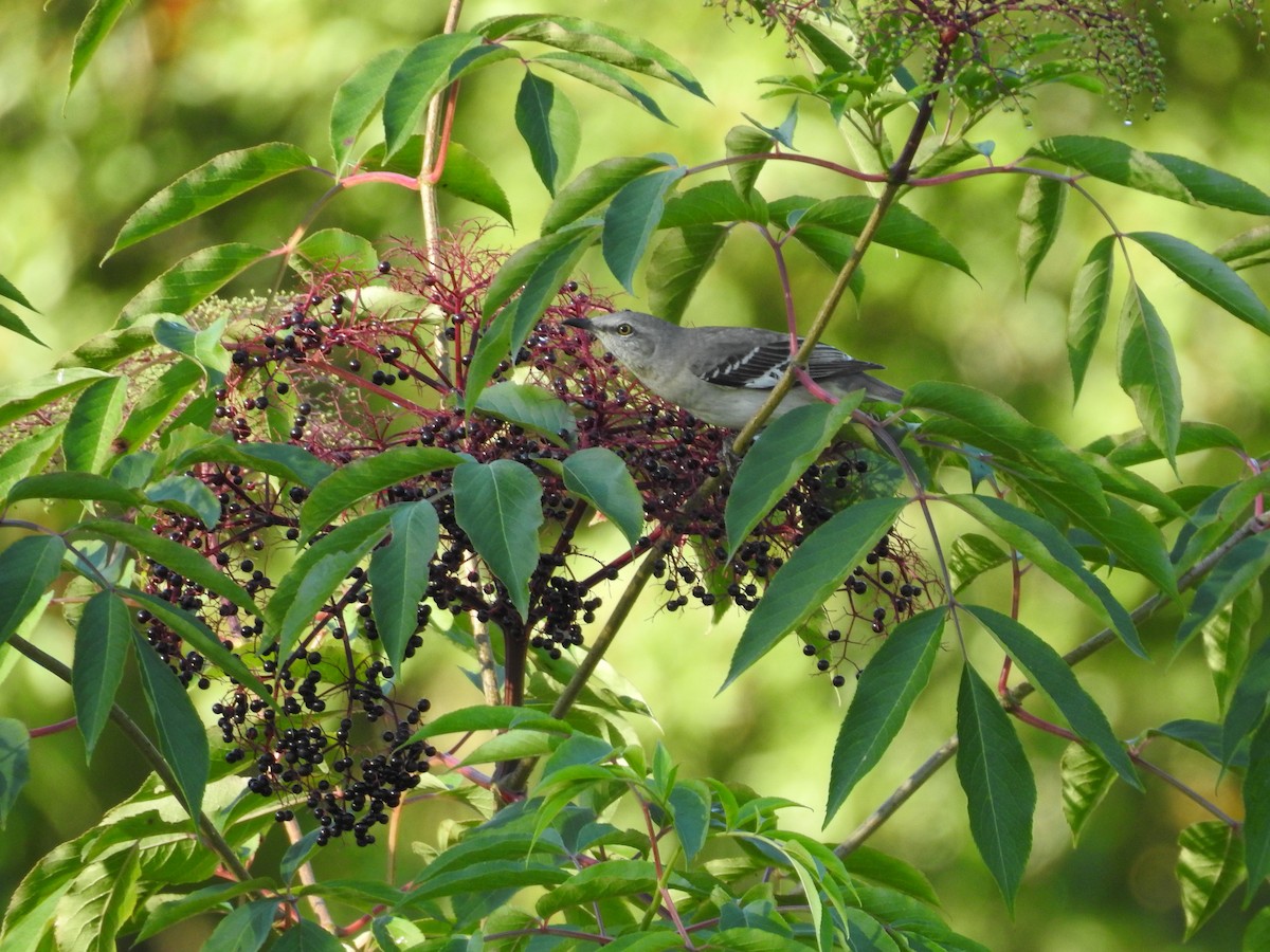 Northern Mockingbird - ML624656999