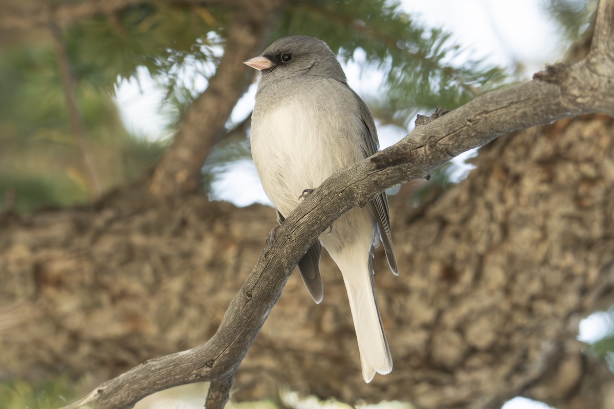 Dark-eyed Junco - ML624657004