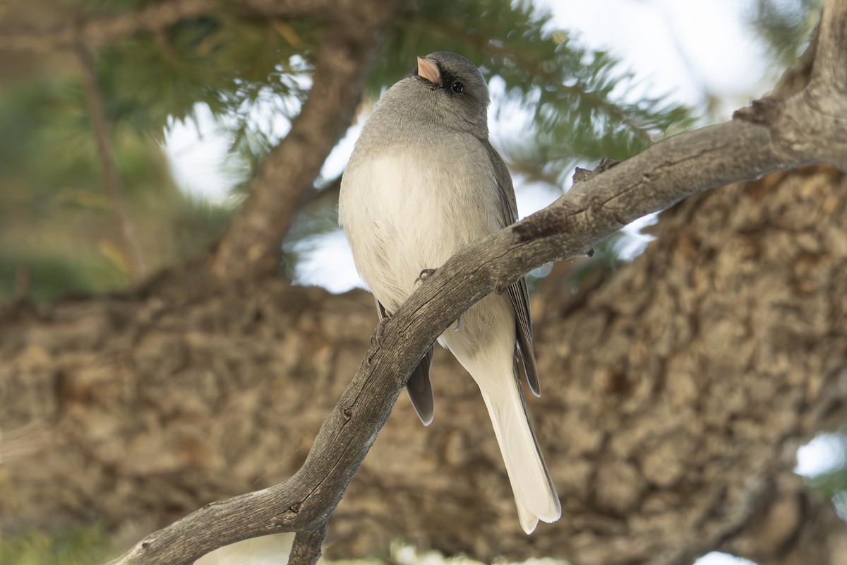 Dark-eyed Junco - ML624657005