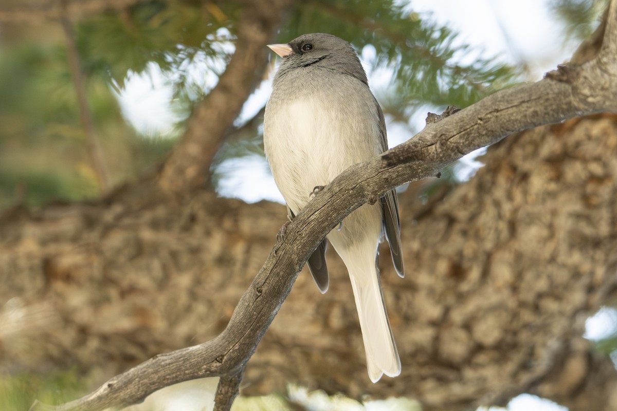 Dark-eyed Junco - ML624657006