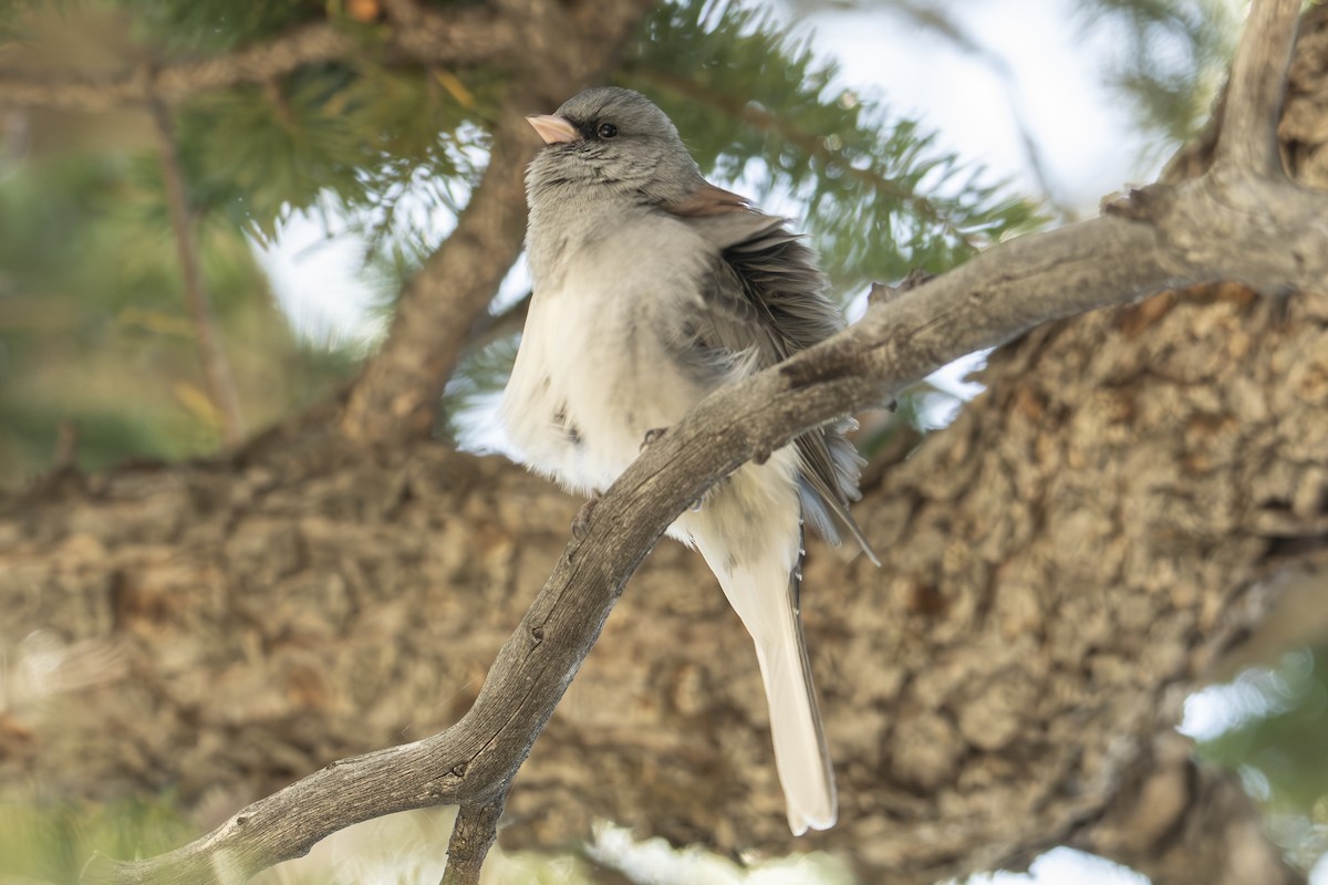 Dark-eyed Junco - ML624657007
