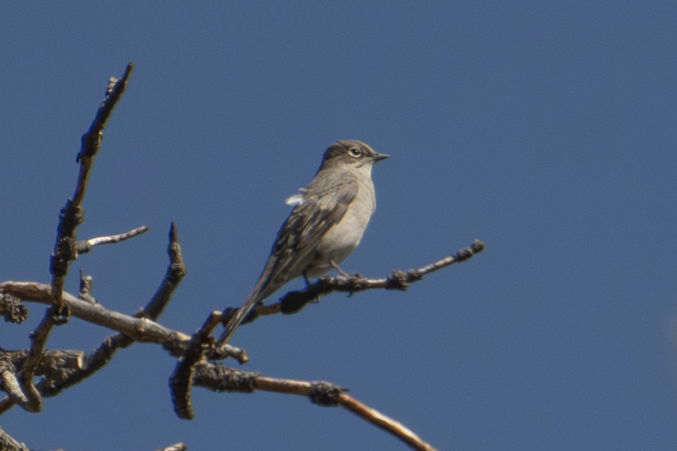 Townsend's Solitaire - ML624657017