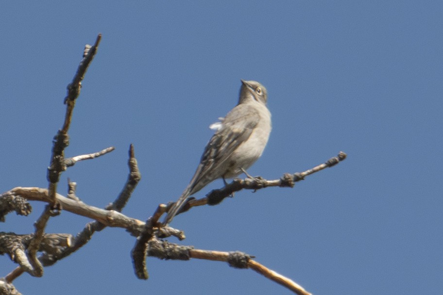 Townsend's Solitaire - ML624657018