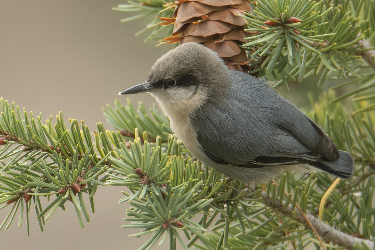 Pygmy Nuthatch - ML624657026