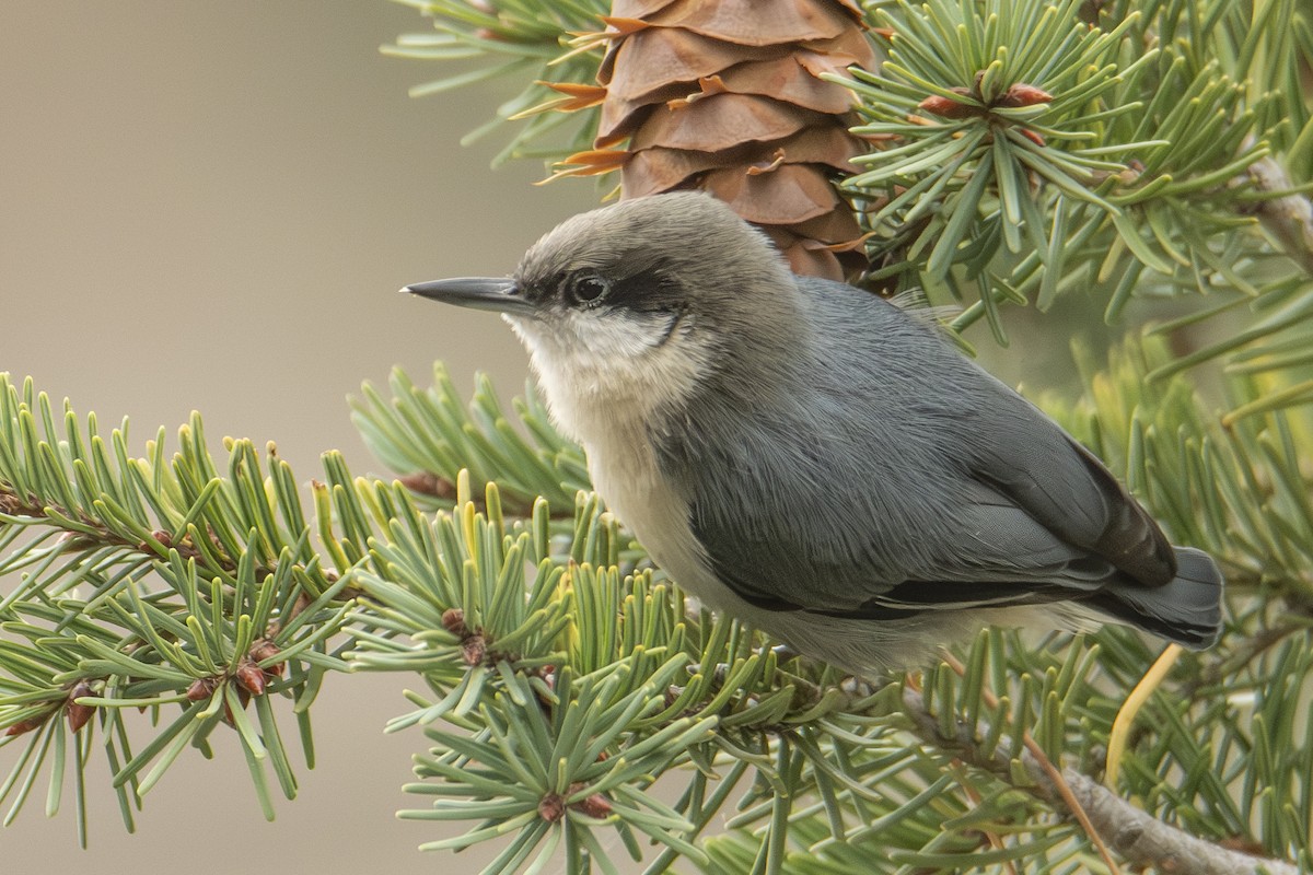 Pygmy Nuthatch - ML624657027