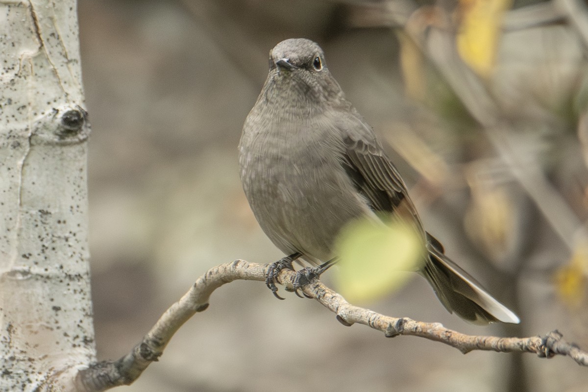 Townsend's Solitaire - ML624657043