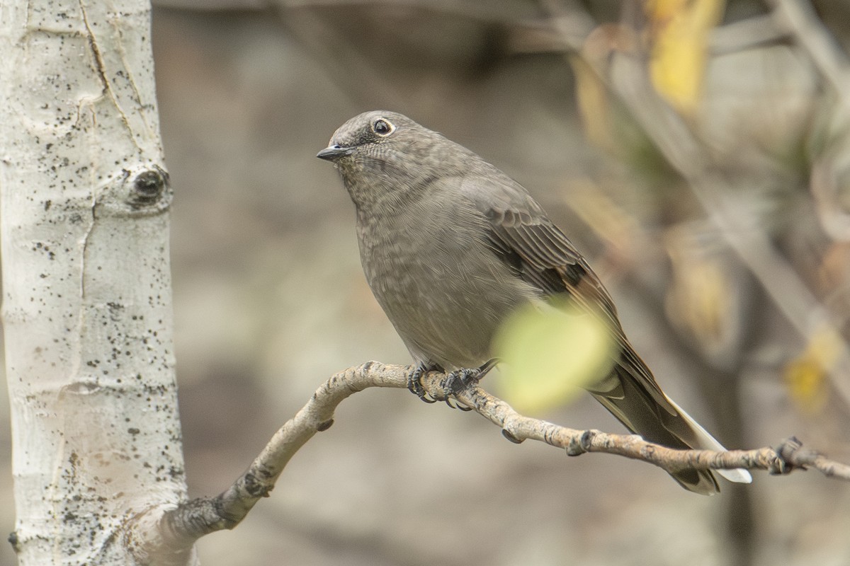 Townsend's Solitaire - ML624657044