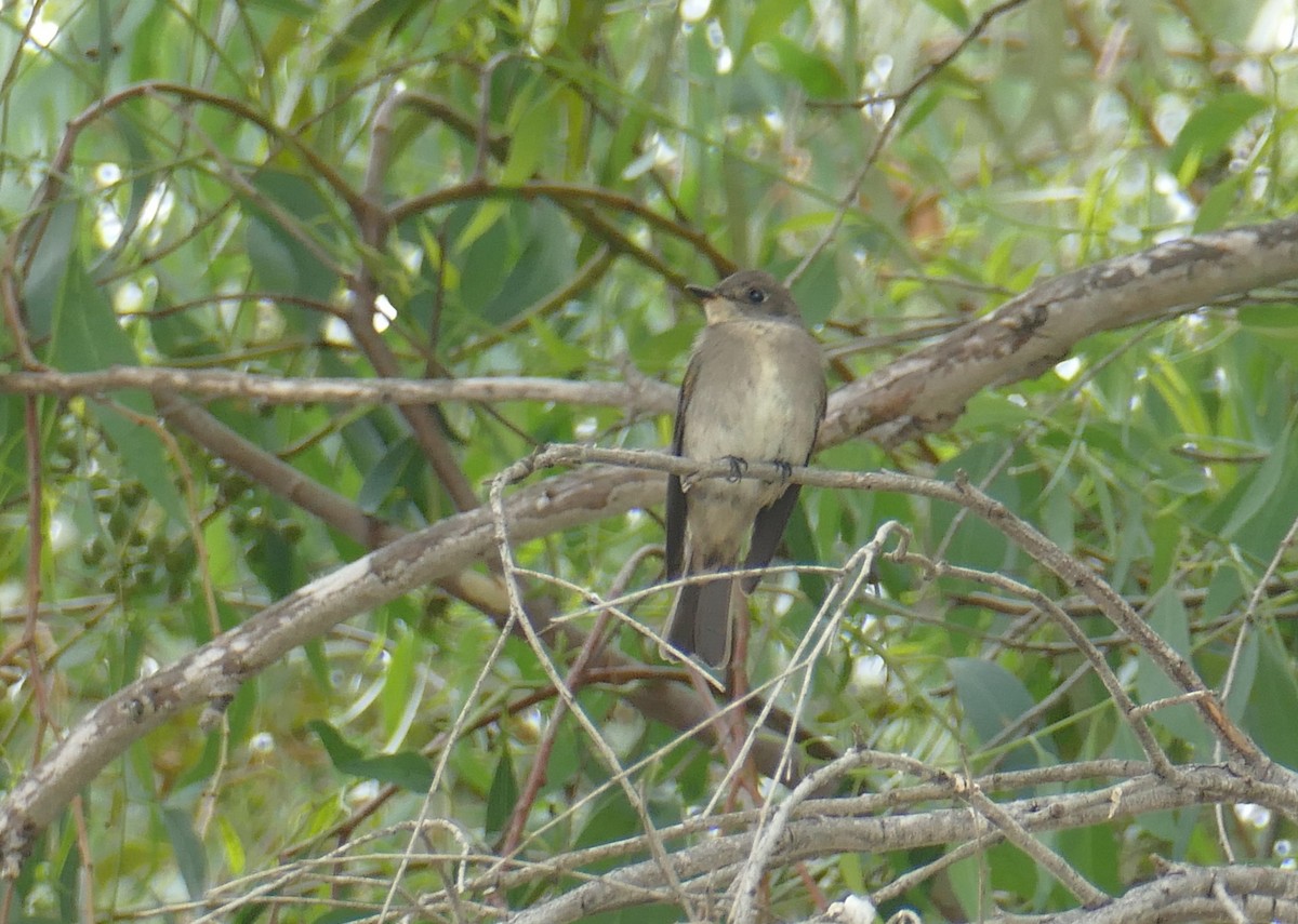 Western Wood-Pewee - ML624657056