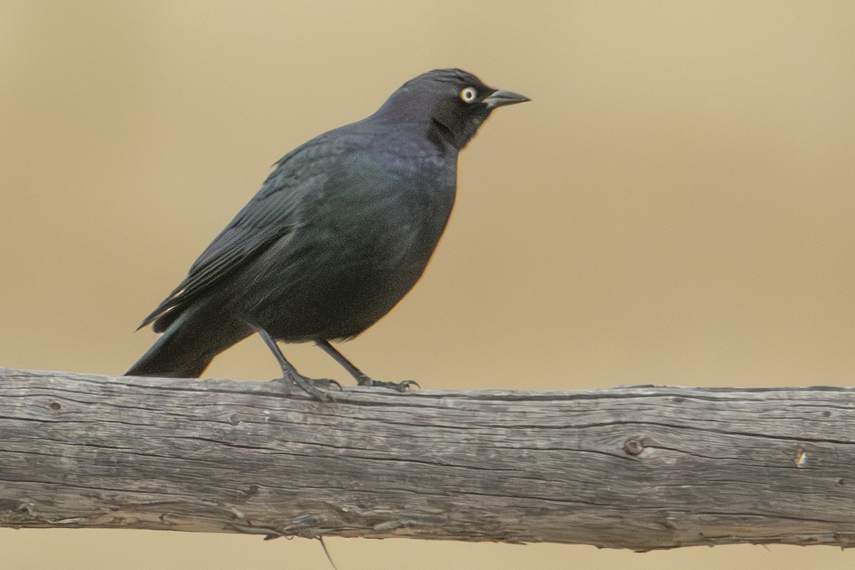 Brewer's Blackbird - ML624657071
