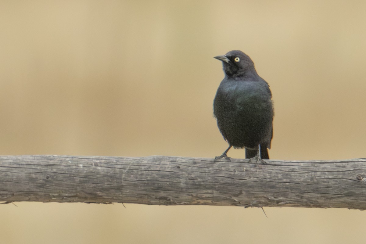 Brewer's Blackbird - ML624657072