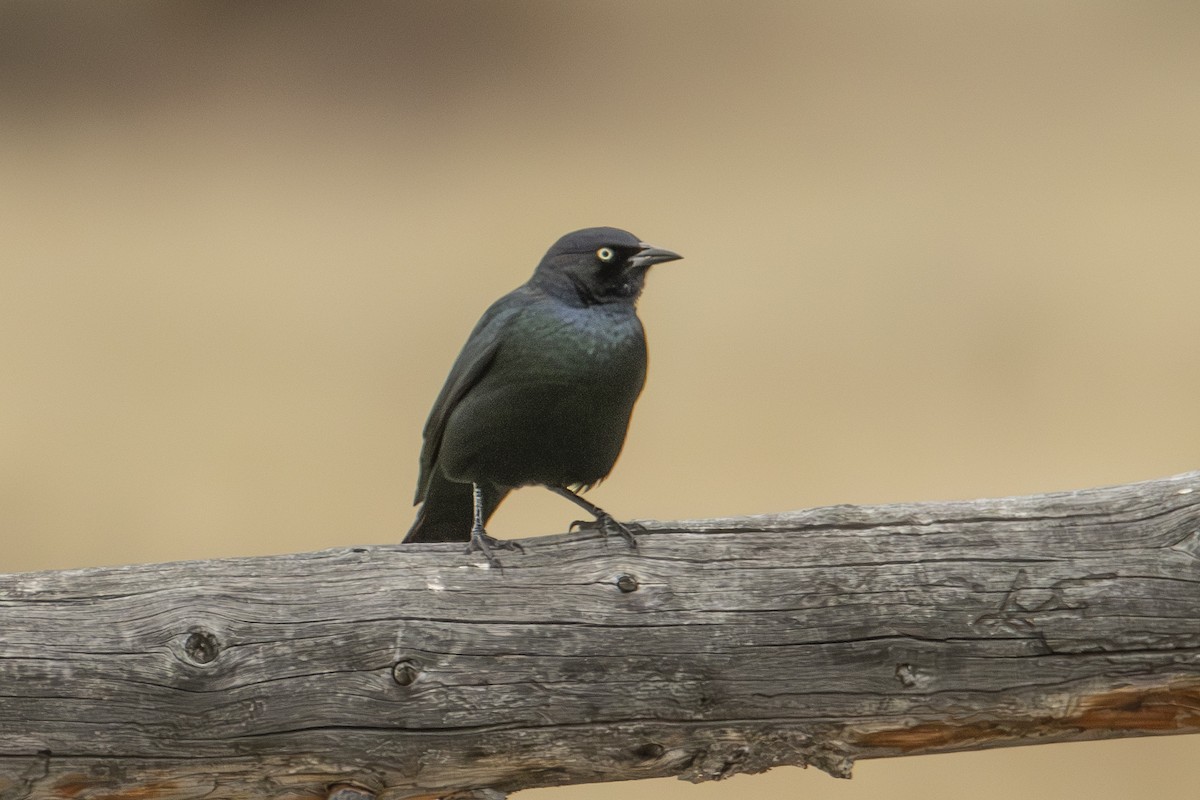 Brewer's Blackbird - ML624657073