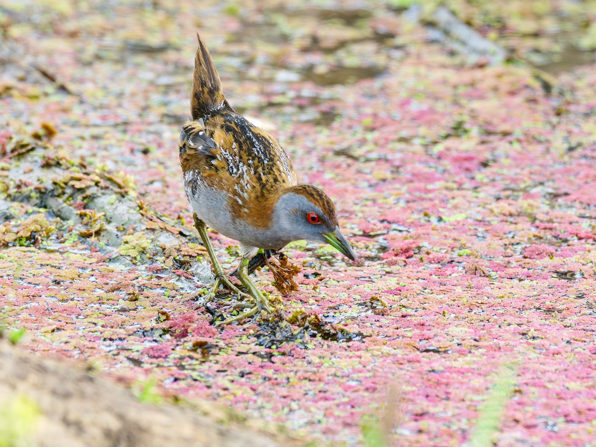 Baillon's Crake - Gordon Wild