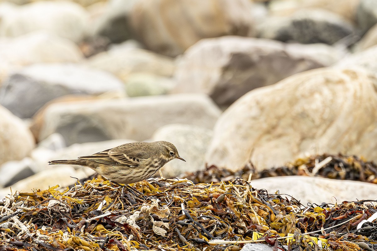 American Pipit - ML624657128