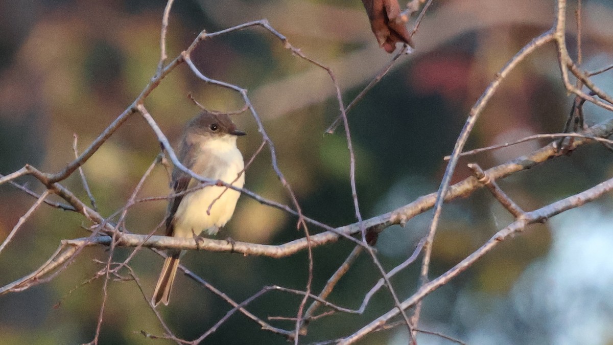 Eastern Phoebe - ML624657142