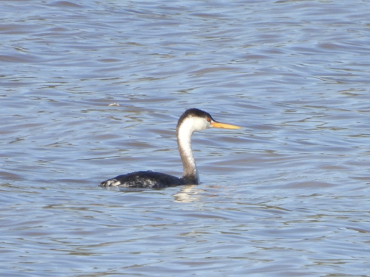 Clark's Grebe - ML624657319