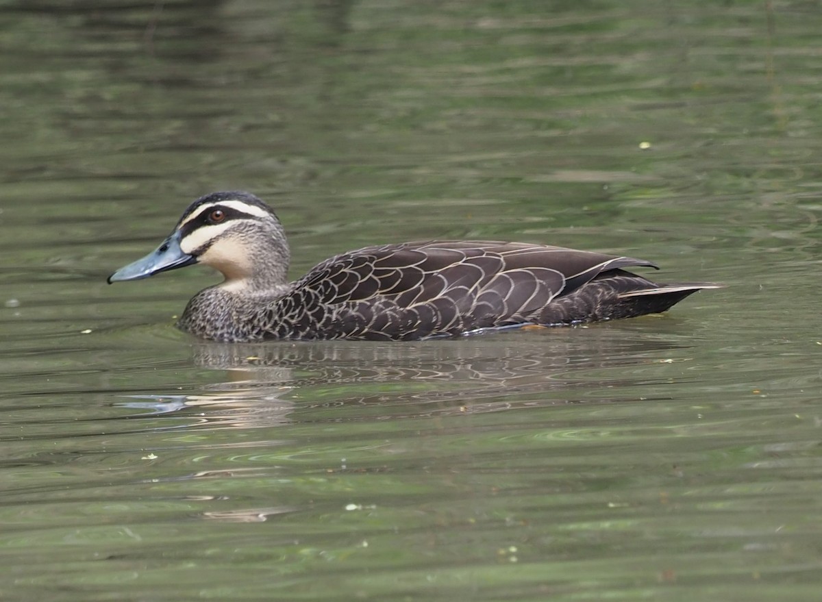 Pacific Black Duck - ML624657454