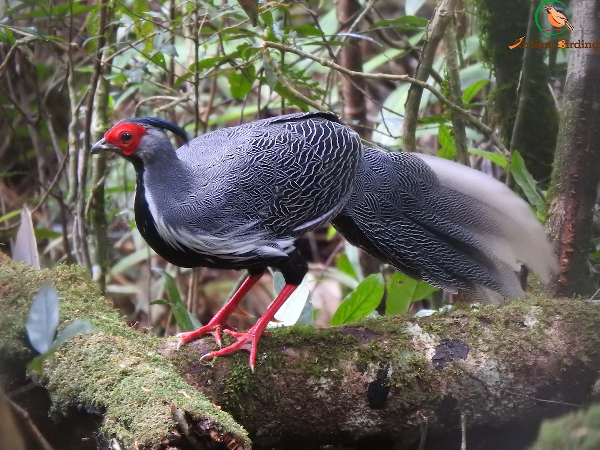 Silver Pheasant - ML624657470