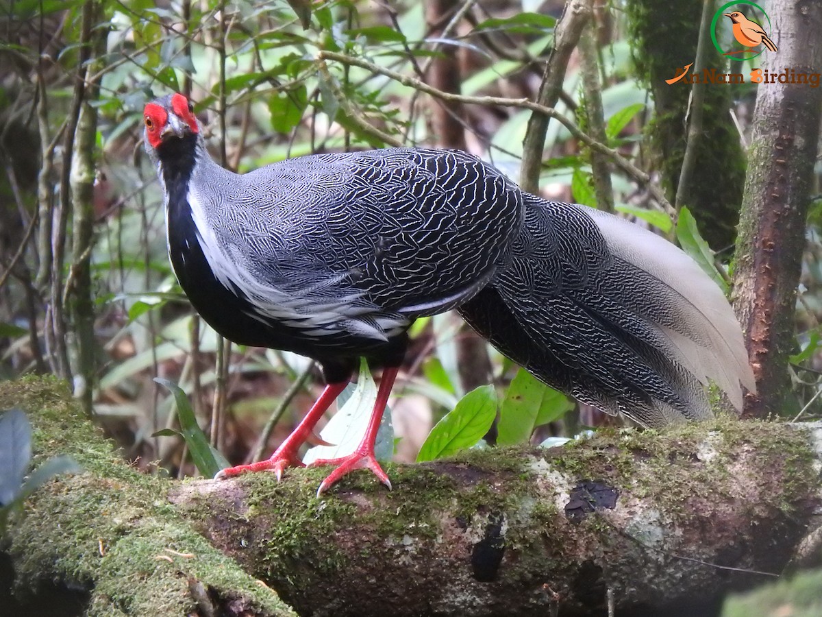 Silver Pheasant - ML624657471