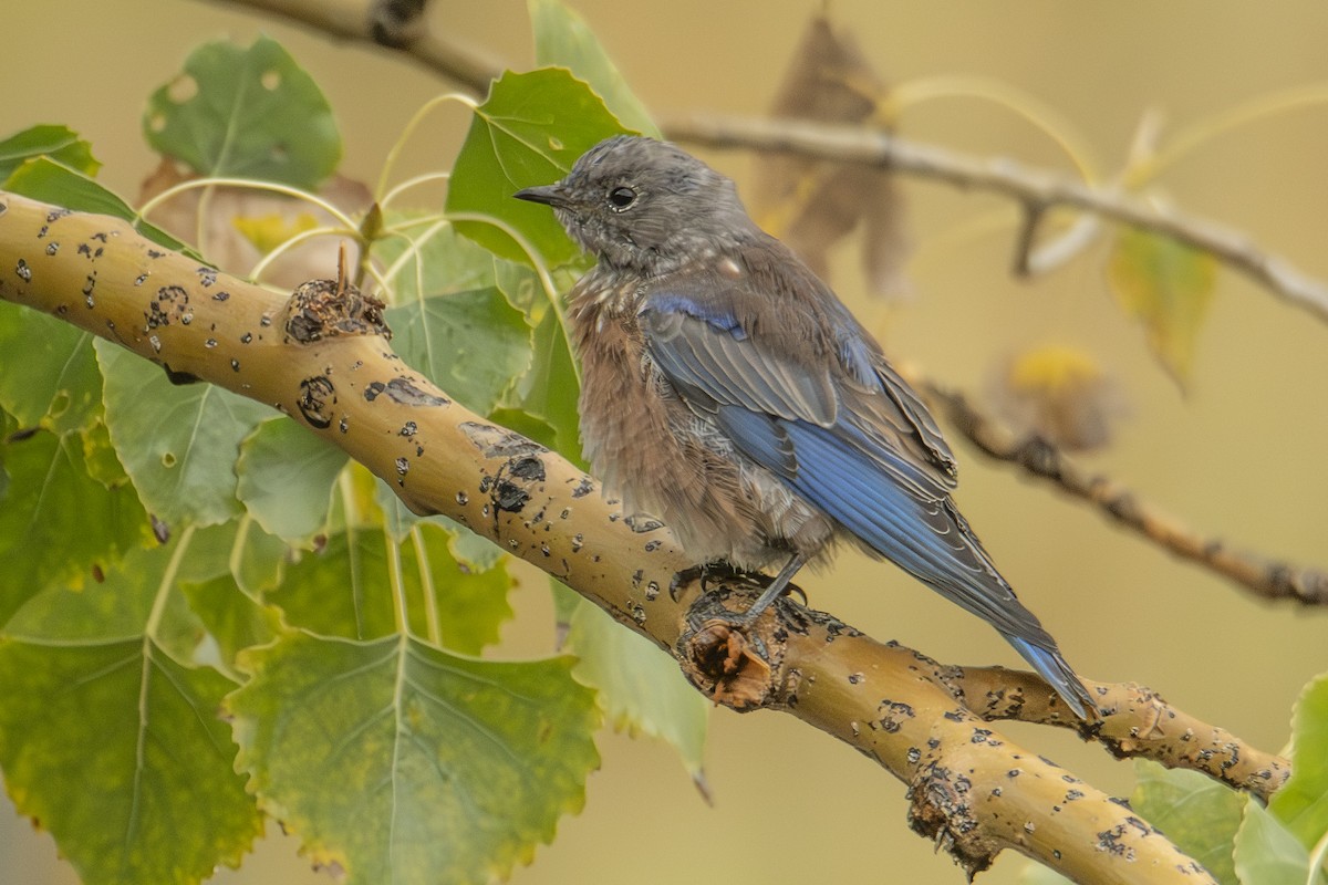 Western Bluebird - ML624657508
