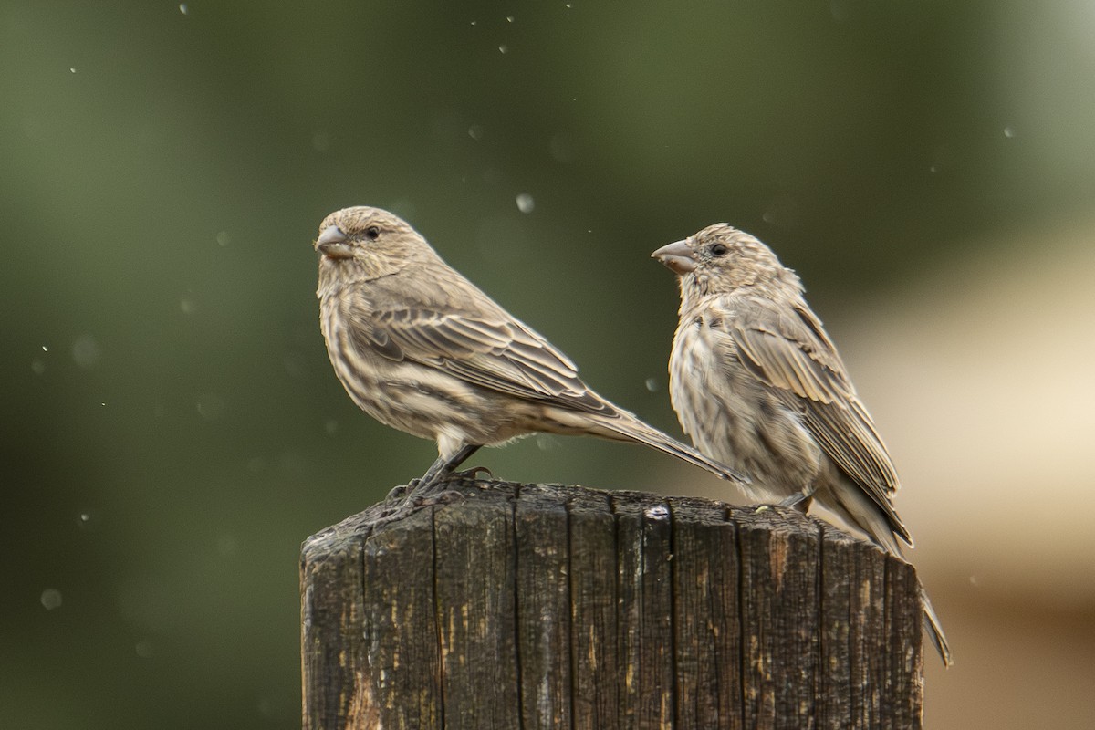 House Finch - ML624657516