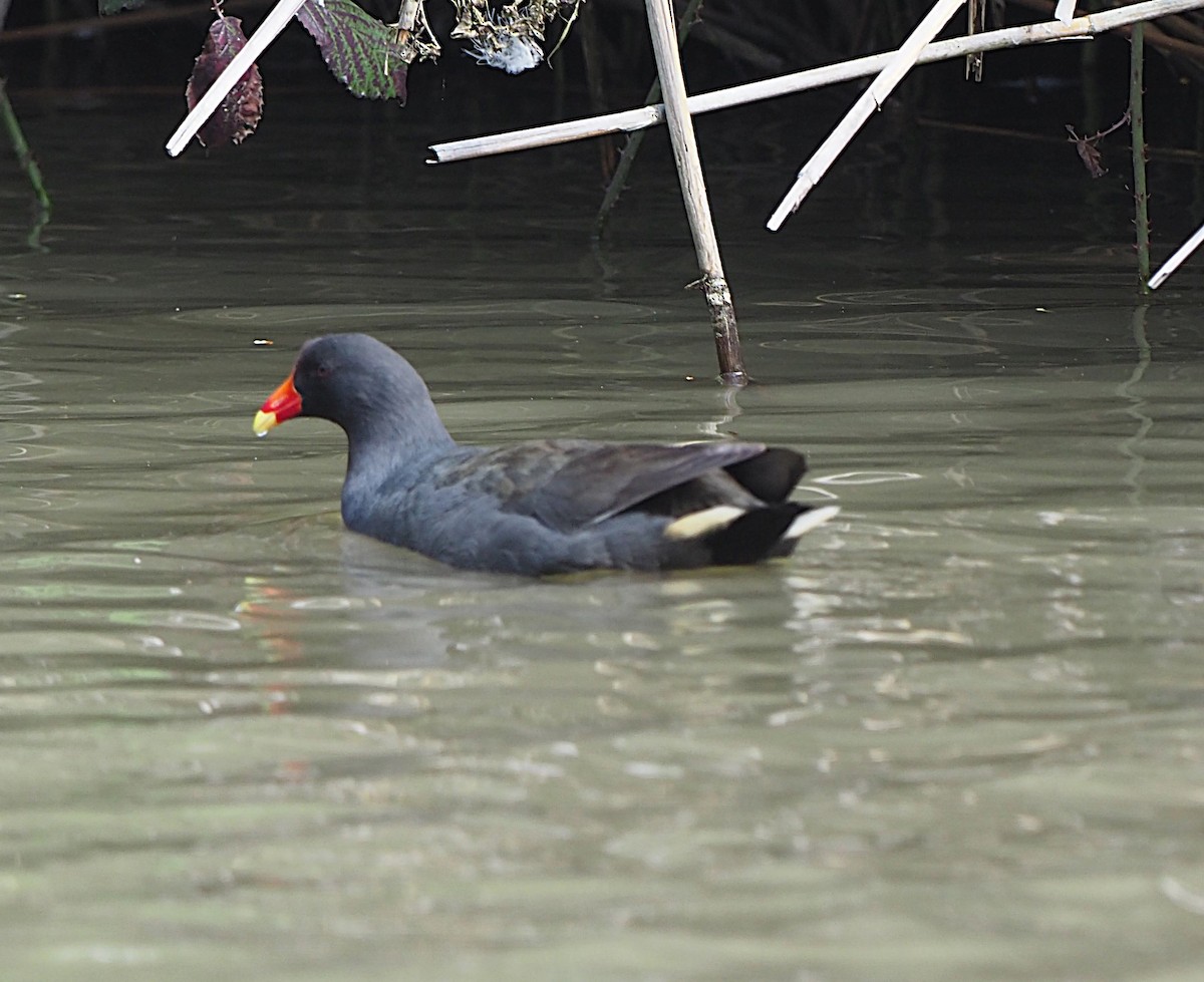 Dusky Moorhen - ML624657538