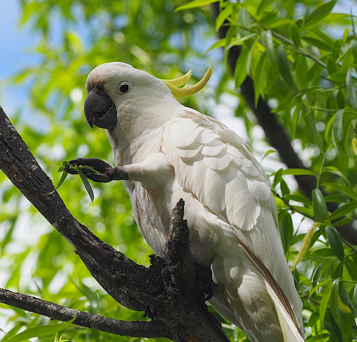 Sulphur-crested Cockatoo - ML624657554