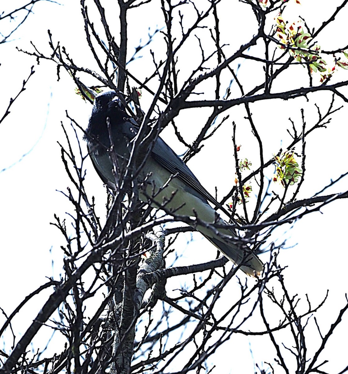 Black-faced Cuckooshrike - ML624657593