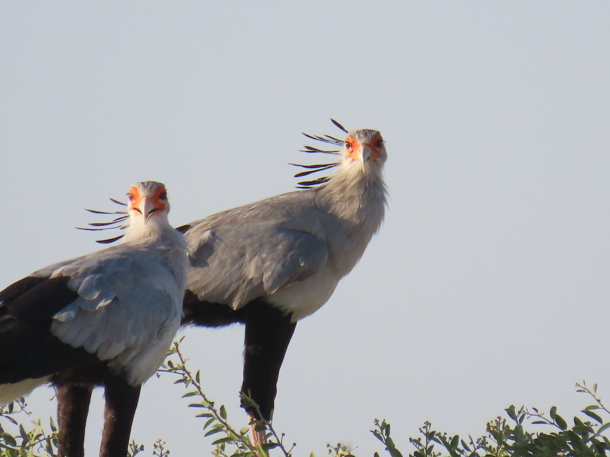 Secretarybird - ML624657637