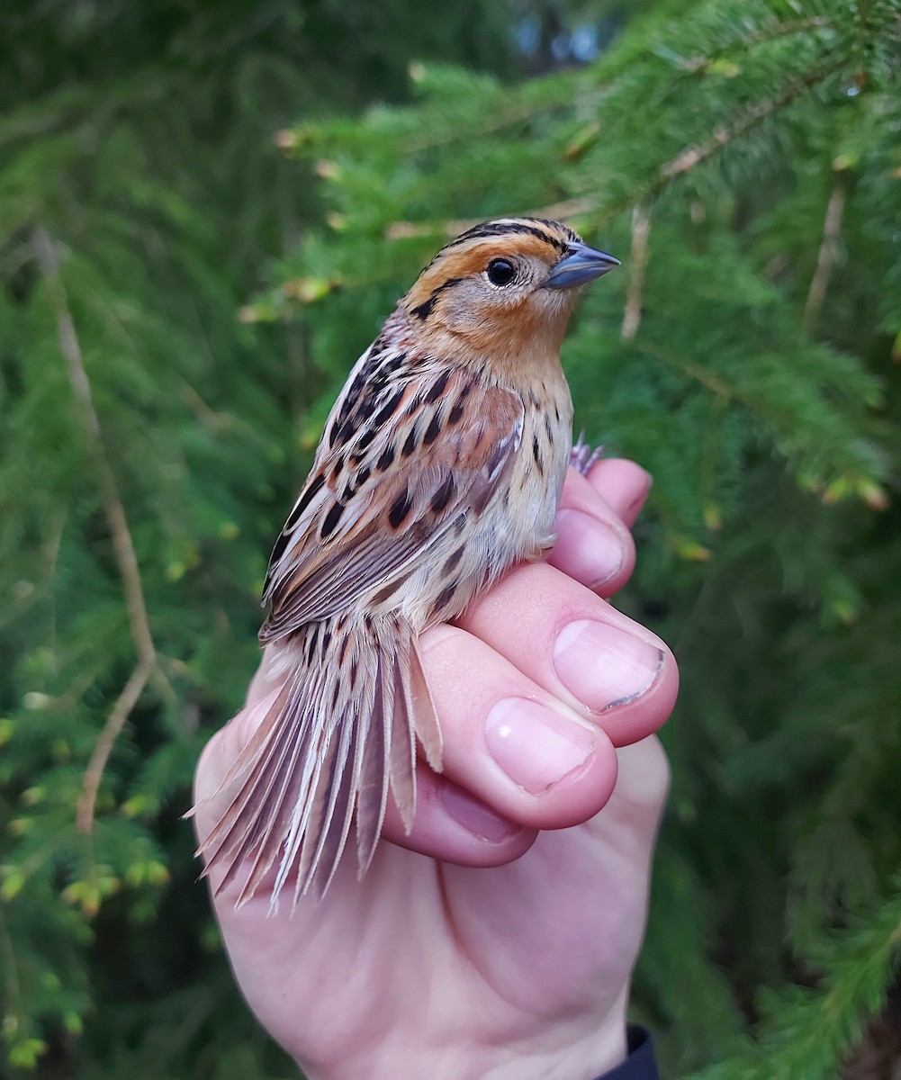 LeConte's Sparrow - Ethan Denton