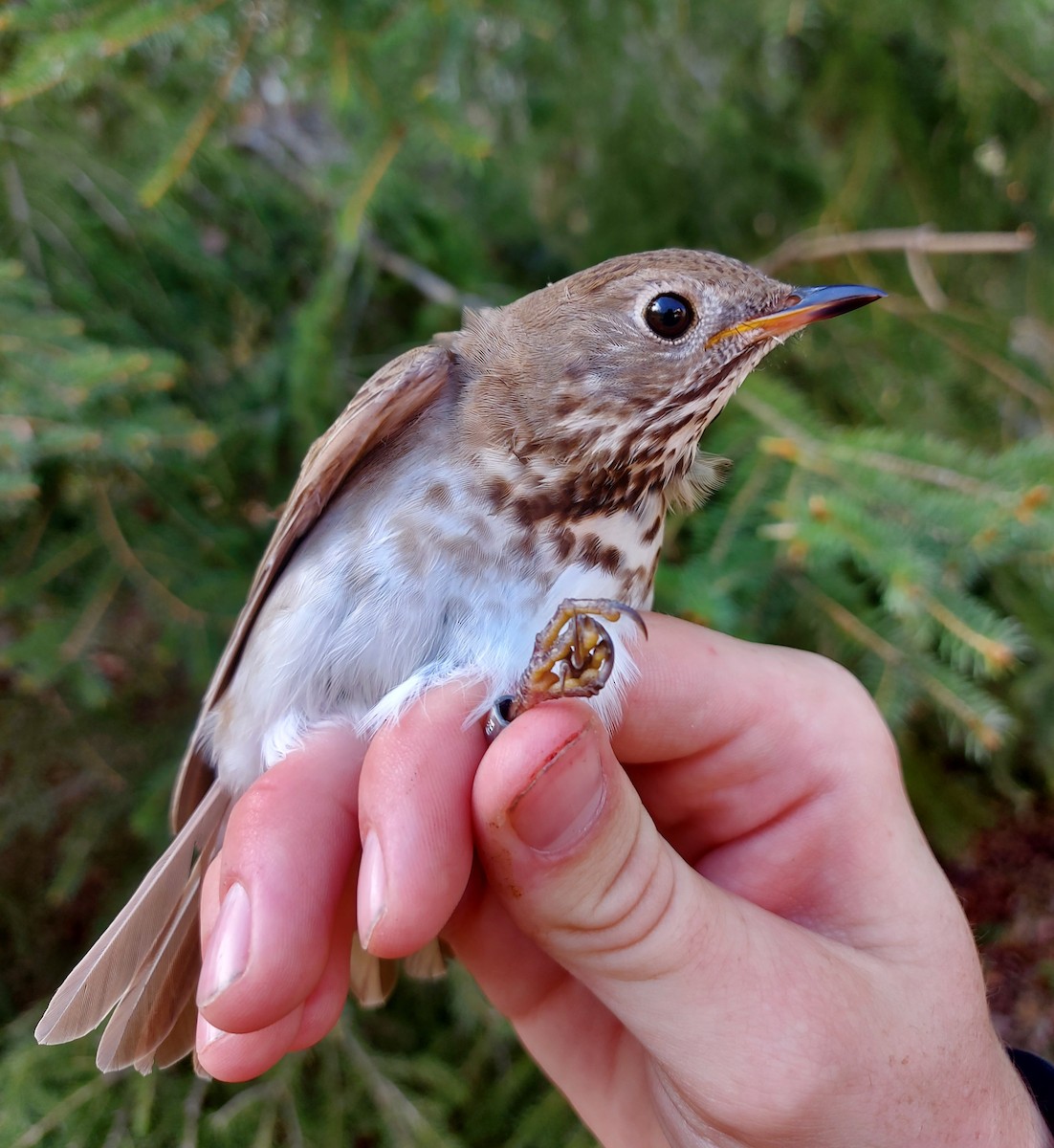 Gray-cheeked Thrush - ML624657834